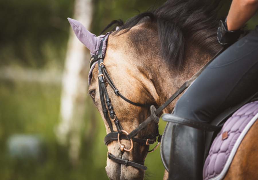 Ovation Airform Chafeless Dressage Girth - Millbrook Tack